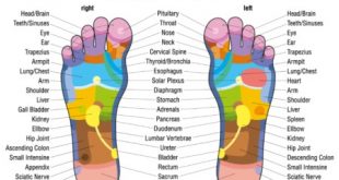 نمودار رفلکسولوژی پا
