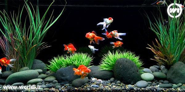 ابزار محاسبه آنلاین آکواریوم